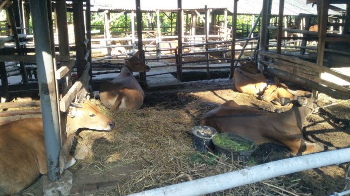 FMDのアウトブレイクはまだ「クレイズ」ベンクルでFMDに感染した1,530匹の家畜