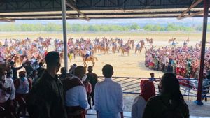 Jokowi Tonton Ekshibisi Pacuan Kuda di Sumba Timur di NTT, Ibu Negara Ajak Siswa SD Mendekat: Ayo Sini