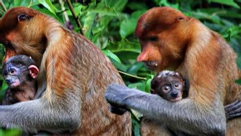 Deux bébés de Bekantan sont nés dans la zone de conservation du camp de pression de tim, Kalimantan du Sud