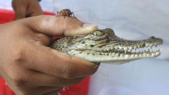 Still Small It's Anxiety, Crocodile Calves In Kediri Evacuated By BKSDA