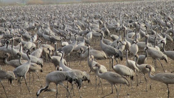  Wabah Flu Burung: Ribuan Bangau di Cagar Alam Hula Israel Mati, Ratusan Ribu Ayam Disembelih