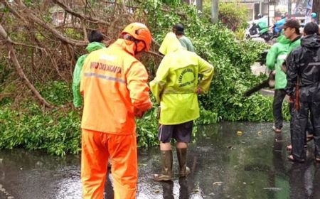 Hujan Lebat, Pohon Beringin Tumbang di Menteng, Tak Ada Korban Jiwa