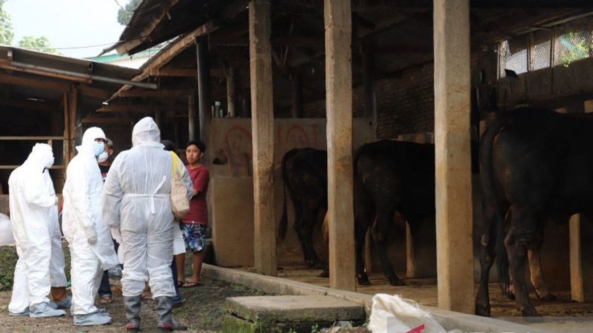 YLKI Duga PMK Muncul Akibat Diubahnya Kebijakan Impor Daging Indonesia