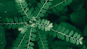 Cara Mengolah Daun Meniran dengan Benar agar Manfaatnya Tetap Optimal