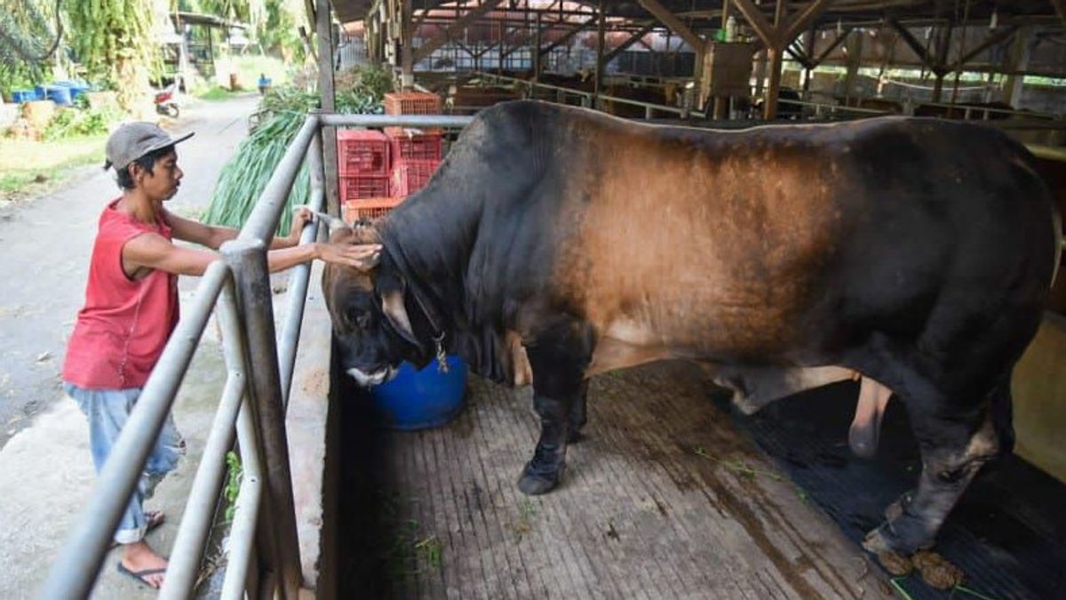 The Cow Belonging To Deli Serdang Residents Was Purchased By President Jokowi For The 2023 Eid Al-Adha Sacrifice