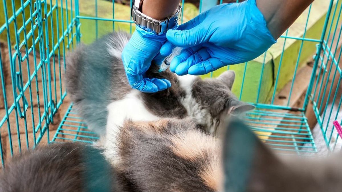 共有107只狂犬病传染性动物接种了疫苗