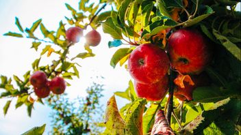 The Deep Meaning Of Exchanged Apples That Become Christmas Traditions In China