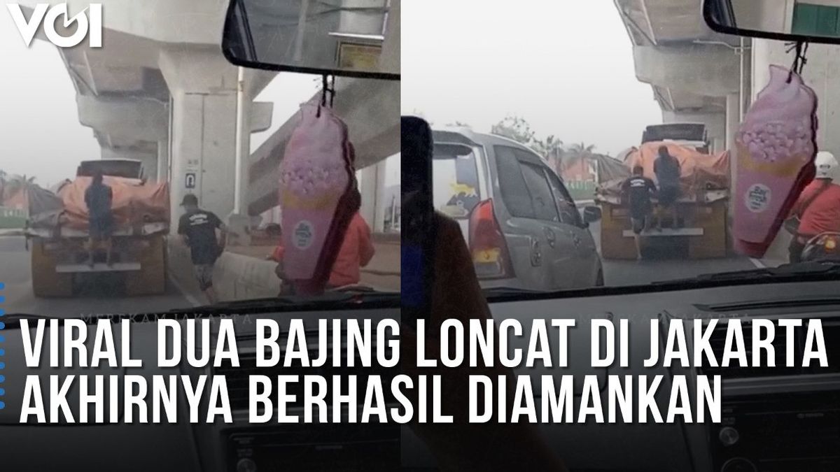 Vidéo: Deux écureuils Sautent Viral Dans Le Nord De Jakarta Enfin Capturés