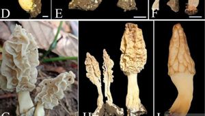 Penemuan Langka! BRIN Ungkap Jamur Eksotis Morchella dari Gunung Rinjani