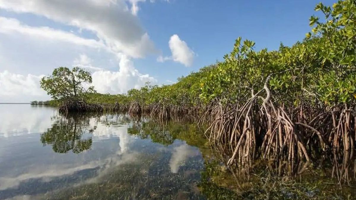 BRIN Uses LiDAR Technology Drones To Monitor Mangrove Forests