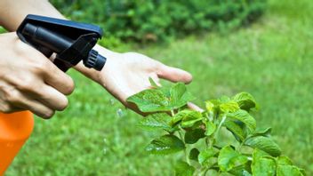 Most Effective Organic Pesticides: Natural Solutions For Environmentally Friendly Agriculture