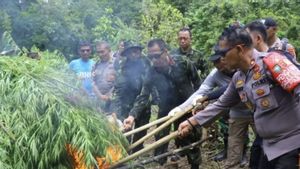 Berita Aceh Terkini: Ladang Ganja di Aceh Dimusnahkan BNN