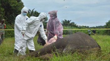 الشرطة تعتقل 5 قتلة فيلة لقوا حتفهم بلا رأس في شرق آتشيه