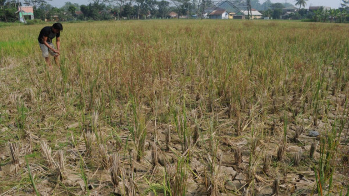 Dampak El Nino terhadap Pertanian Harus Diantisipasi