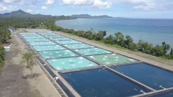 ケブメンエビ養殖場は例であり、プラボウォは多くの地域で同様のプロジェクトを準備している