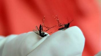 Residents Of North Sumatra Are Called To Beware Of Dengue Fever During The Rainy Season