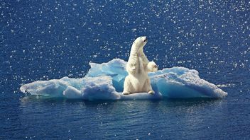 Ilmuwan Perkirakan Populasi Beruang Kutub akan Punah pada Tahun 2100