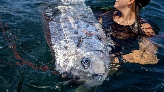 Un poisson décroché sur la plage de La Jolla à San Diego, en Californie.