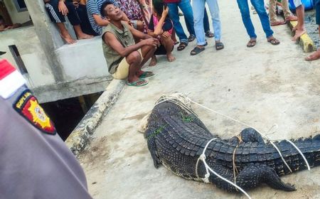 Buaya 4 Meter Masuk Permukiman di Natuna, Warga Diminta Waspada saat Beraktivitas