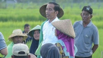 Jokowi Never Promises To Fire The Minister Of Agriculture If Soybean Self-Sufficiency Fails