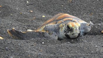 从马尔代夫到苏格兰千公里，橄榄雷德利海龟准备过上新的生活