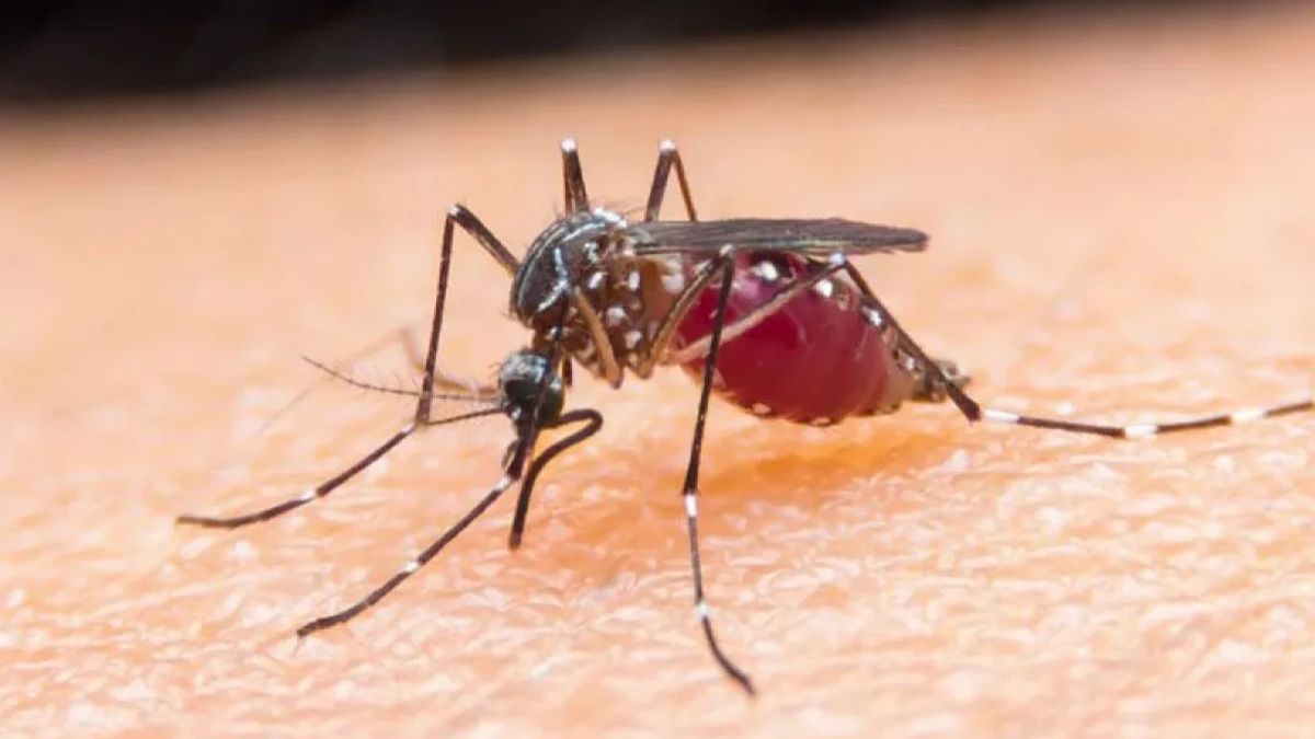 Le paludisme dans 2 villages de Jayapura, le ministère de la Santé et de la Santé sont intervenus