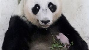 Presiden Prabowo Beri Nama Bayi Panda: Satrio Wiratama, Lambang Keberanian dan Kemuliaan