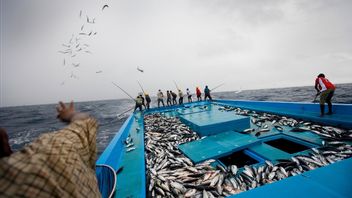 马尔代夫的传统捕鱼传统保护未来的金枪鱼种群
