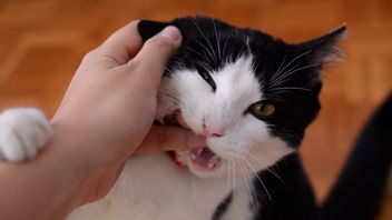 为什么猫在抚摸时会咬人？以下是动物行为专家的解释