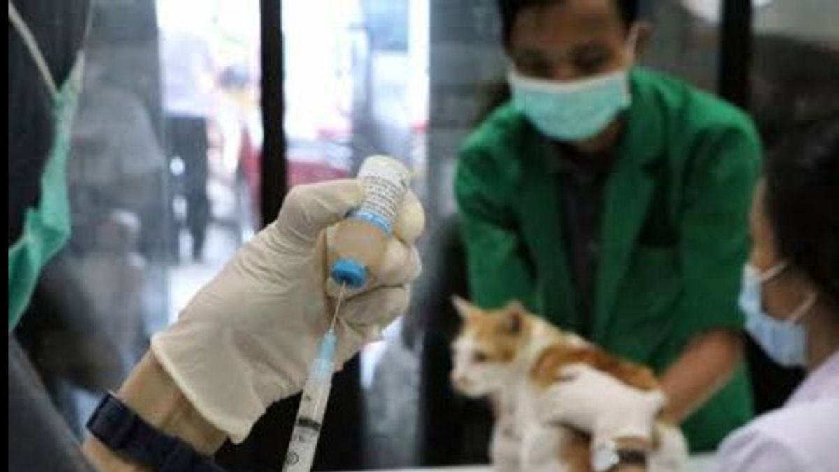 Preventing Death Cases Due To Rabies, West Java Provincial Government Stimulates 5 Steps