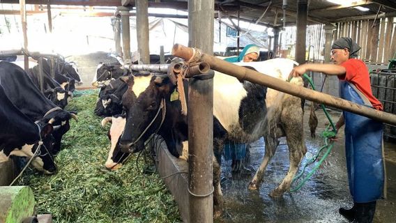 家畜人口11,736頭、リアウメランティ諸島はPMKゼロにもかかわらず警戒を続けている