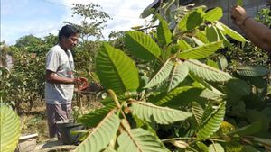 Export Legalization Of Kratom Products Welcomed By Business Actors