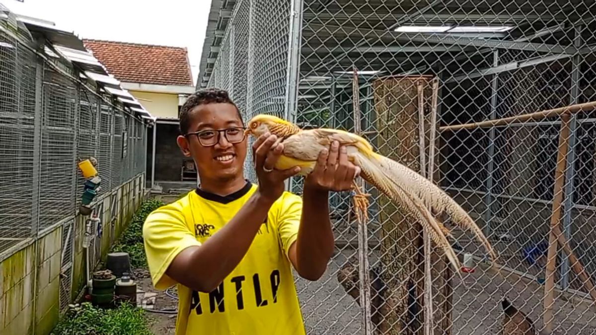 Hobi Pelihara Ayam Hias Hingga Jadi Bisnis Berbasis Ekspor 