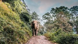 Obat Bius Jadi Kendala, Pemasangan Kalung GPS Alat Pantau Gajah Liar Tertunda