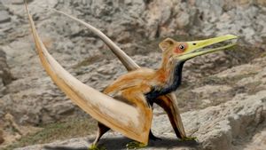 Setelah Lama Jadi Misteri, Ini Asal-Usul Dinosaurus Terbang Pterosaurus