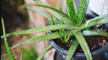 鳄鱼舌头有潜力阻碍阿尔茨海默病的发展？这是研究