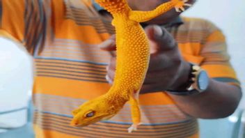Warnanya Mencolok Kerap Dipelihara, 2 Reptil Hendak Dibawa ke Makassar Diperiksa Karantina Timika