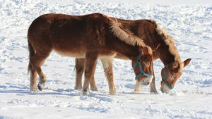 Idaho Gem: Silang Genetik Kuda-Keledai Hebohkan Dunia Pacuan Kuda dalam Sejarah Hari Ini, 4 Mei 2004