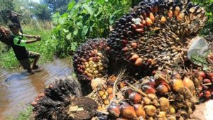 DPR Dorong Peningkatan Produktivitas Sawit Domestik Dukung Kebijakan B40