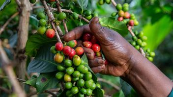 Petani Kopi Khawatirkan Dampak Perang Pemerintah dengan Pemberontak