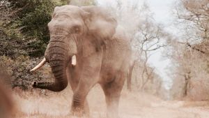 Terbagi 2 Kelompok, 18 Gajah Liar di Lampung Barat Tak Lama Lagi Bisa Dipantau Lewat Kalung GPS  