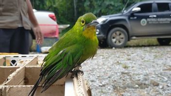 Curigai Truk Boks di Dermaga 2 Bakauheni, Karantina Lampung Amankan 111 Burung Dilindungi 