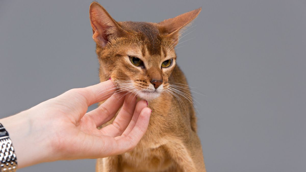 Kucing Menggigit Manja saat Dielus, Kenali Maksud <i>Love Bites</i> dari Anabul Kesayangan