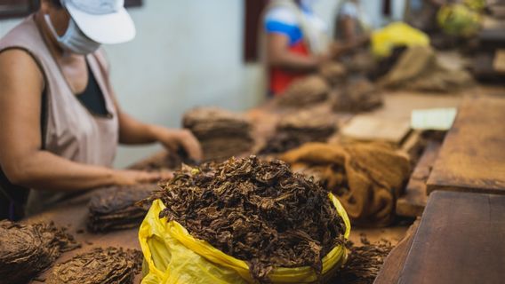 Didominasi Tenaga Kerja Perempuan, Pelaku Industri Hasil Tembakau Harapkan Perlindungan Pemerintah