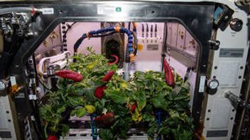 NASA Plans Again To Create A Vegetable Garden In Space