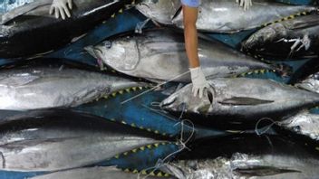 Ekspor Ikan dari Sumbar Mulai Naik, per September Catat Nilai Rp9,18 Miliar