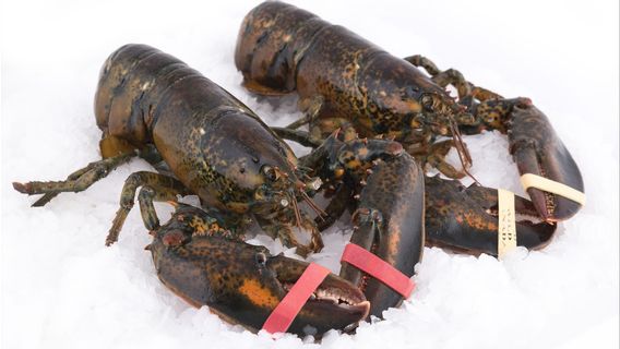 Les Exportations De Graines De Homard Interdites, C’est Une Procédure Pour Les Attraper Dans La Nature Pour La Culture