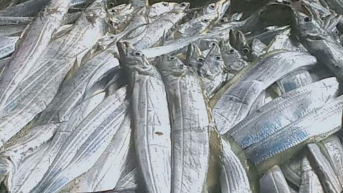 Fishermen in Mukomuko Regency Harvest Beltfish, Get 50 Tons A Day