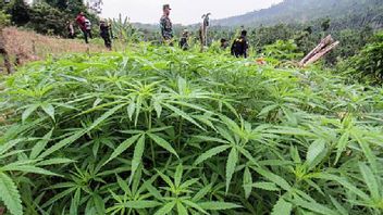 Police Arrest Drug Courier Bringing 12 Kg Of Marijuana To Bogor Via Aceh Airport