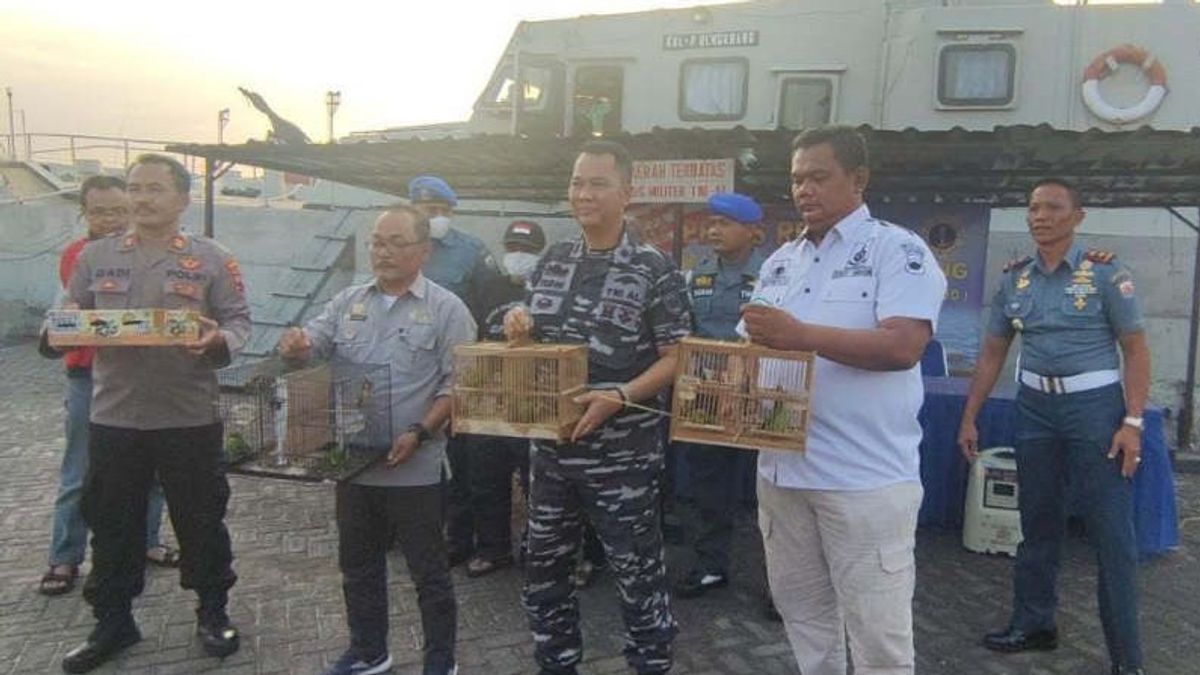 Indonesian Navy Personnel Foil The Smuggling Of Tens Of Cucak Ijo Birds At Tanjung Emas Port, Semarang